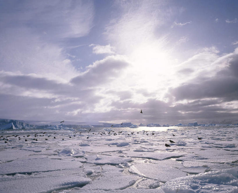 无人,站,横图,室外,白天,正面,旅游,度假,南极,美景,海鸟,海鸥,鸟,一群,许多,飞翔,伸展,张开,展翅,阴影,飞行,光线,翅膀,鸟类,影子,冰,景观,云,云朵,很多,翱翔,云彩,注视,娱乐,飞,蓝色,白云,蓝天,天空,阳光,自然,浮冰,天,观察,看,站着,享受,休闲,景色,放松,寒冷,晴朗,观看,察看,冰冷,关注,自然风光,南极洲,贼鸥,张开翅膀,严寒,冰凉,酷寒,凛冽,凛凛,极冷,流冰,浮冰块,南极大陆,展开翅膀,南极地区,南极区,南极圈,中贼鸥,第七大陆,晴空,站立,彩图,全身