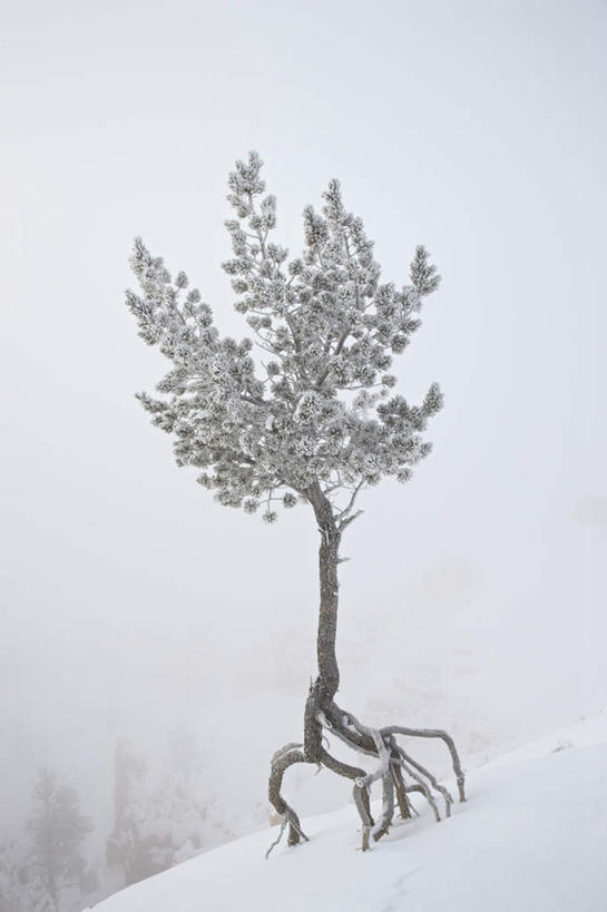 无人,公园,竖图,室外,白天,正面,旅游,度假,日出,美景,太阳,雪,植物,雾,大雪,美国,朦胧,模糊,积雪,景观,雪景,冬季,冬天,朝霞,晨曦,黎明,娱乐,树,树木,绿色,阳光,自然,享受,休闲,景色,放松,寒冷,生长,成长,迷雾,北美,北美洲,国家公园,犹他州,自然风光,美洲,北亚美利加洲,亚美利加洲,犹他,蜂窝之州,蜂房州,严寒,布莱斯国家公园,布莱斯峡谷,布莱斯峡谷国家公园,朝阳,大雾,彩图,破晓