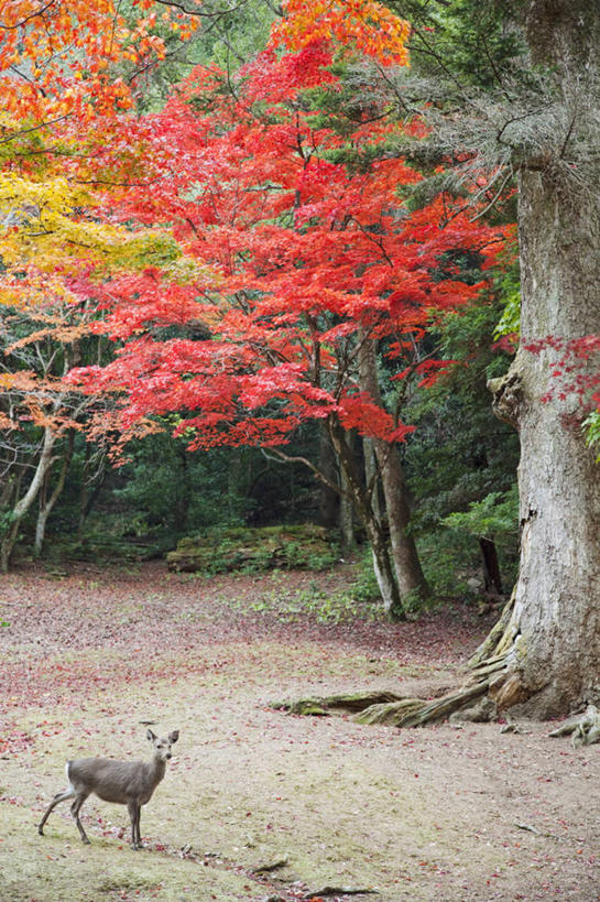 无人,站,竖图,室外,白天,侧面,旅游,度假,美景,秋季,植物,哺乳动物,鹿,野生动物,广岛县,日本,亚洲,景观,注视,娱乐,树,树木,一只,绿色,自然,动物,观察,看,站着,享受,休闲,景色,放松,可爱,活泼,生长,成长,观看,察看,关注,自然风光,东亚,本州,宫岛,本州岛,日本国,広岛,中国地方,严岛,秋,秋天,站立,彩图,全身