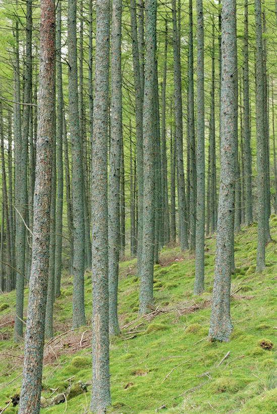 无人,公园,竖图,室外,白天,正面,旅游,度假,草地,草坪,美景,森林,树林,植物,英国,欧洲,许多,阴影,光线,影子,景观,很多,娱乐,英格兰,草,树,树木,绿色,阳光,自然,享受,休闲,景色,放松,生长,成长,国家公园,西欧,自然风光,大不列颠,大不列颠及北爱尔兰联合王国,大不列颠联合王国,日不落英帝国,英吉利,湖区国家公园,英国湖区国家公园,彩图
