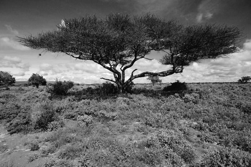 无人,公园,横图,黑白,室外,白天,正面,度假,草地,草坪,美景,植物,城市风光,城市,非洲,肯尼亚,阴影,光线,影子,地平线,景观,云,云朵,辽阔,地面,云彩,娱乐,草,树,树木,蓝色,绿色,白云,蓝天,天空,阳光,天,享受,休闲,广阔,景色,放松,生长,晴朗,成长,一望无际,国家公园,延伸,天地相交,阿非利加洲,肯尼亚共和国,无边无际,一马平川,察沃国家公园,晴空