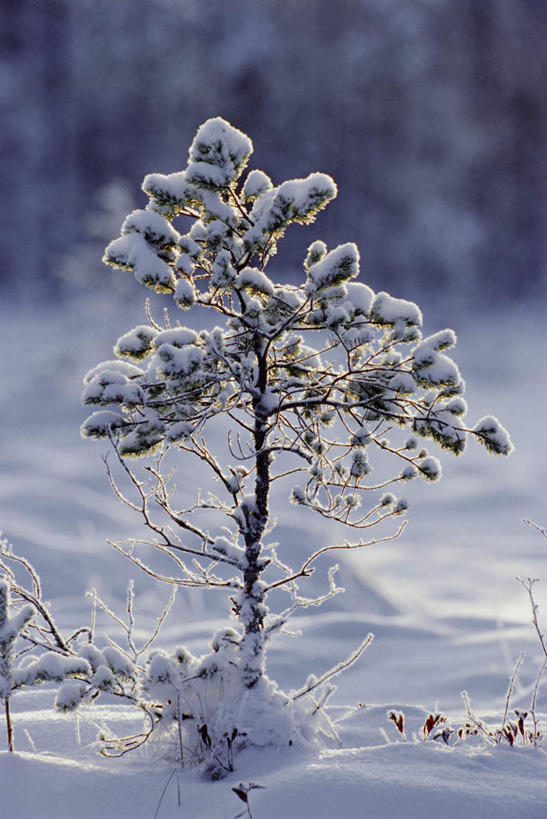 无人,竖图,室外,特写,白天,正面,美景,雪,大雪,松树,英国,欧洲,幼小,阴影,朦胧,模糊,光线,影子,积雪,景观,雪景,冬季,冬天,苏格兰,阳光,自然,景色,寒冷,西欧,自然风光,坚定,大不列颠,大不列颠及北爱尔兰联合王国,苏格兰高地,长寿,严寒,贞洁,大不列颠联合王国,日不落英帝国,苏格兰王国,彩图