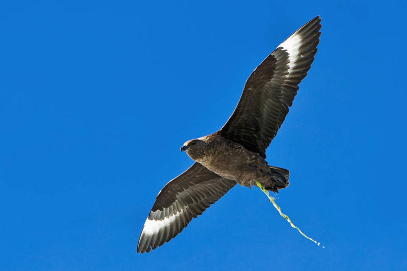 无人,横图,留白,仰视,鸟类,飞,蓝色,天空,自然,动物,摄影,南极洲,贼鸥,南极半岛,排便,彩图,低角度拍摄