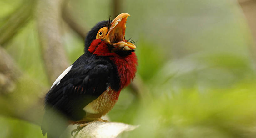 无人,横图,鸟类,红色,黑色,动物,打开,摄影,唱,开启,彩图