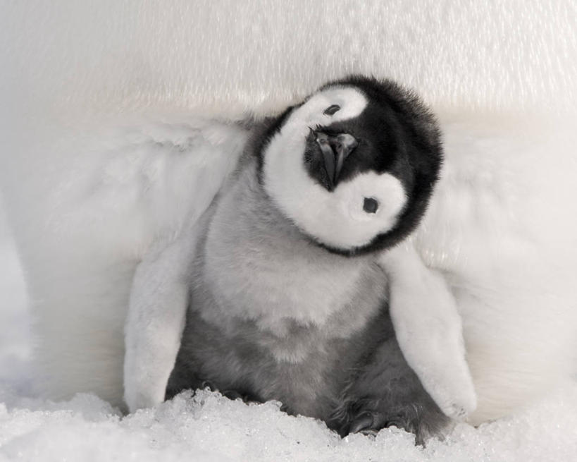 无人,横图,室外,白天,正面,纯洁,雪,全球变暖,鸟类,联系,小鸟,动物,寒冷,可爱,童年,童趣,摄影,气象,保护,气候,脆弱,关爱,童真,烂漫,无邪,皇企鹅,天真,彩图,弱点,好奇心