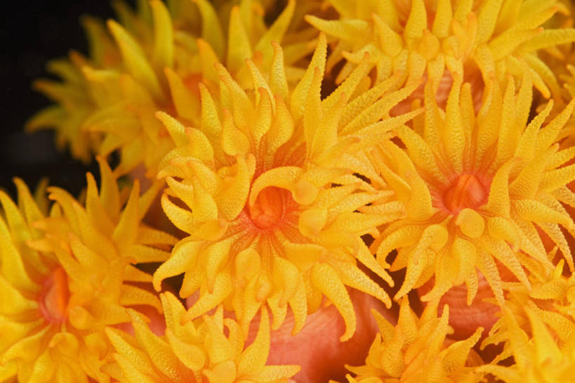 无人,横图,彩色,特写,夜晚,水下,野生动物,印度尼西亚,科学,触须,珊瑚,粉色,橙色,摄影,五颜六色,色彩斑斓,生物学,五彩缤纷,刺胞动物,西巴布亚省,五彩斑斓,喂养,杯形珊瑚,五光十色,彩图