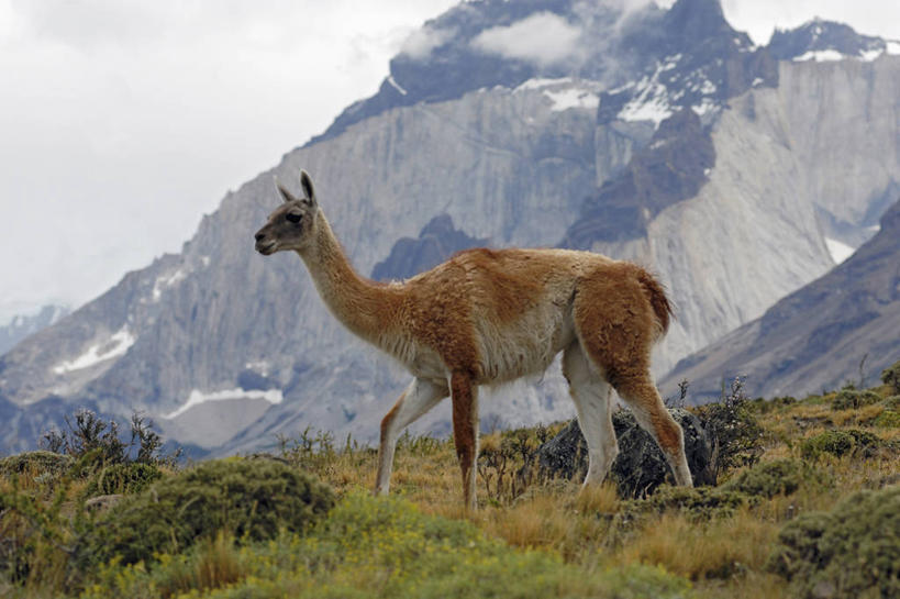 无人,横图,室外,白天,野生动物,智利,自然,动物,南美,摄影,国家公园,大羊驼,彩图,旅行