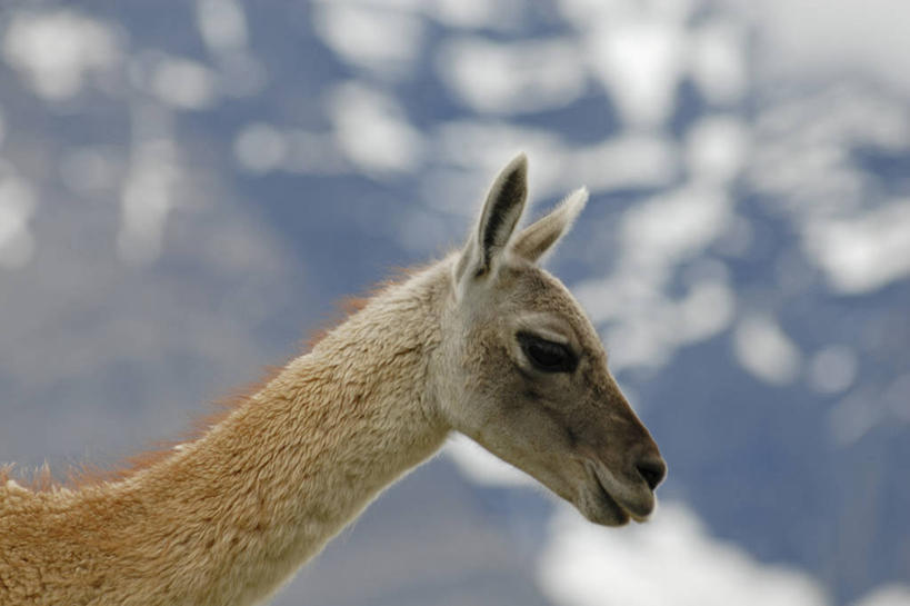 无人,横图,室外,白天,野生动物,智利,自然,动物,南美,摄影,国家公园,大羊驼,彩图,旅行