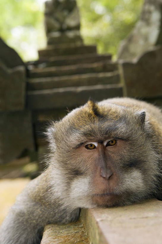 老年人,无人,竖图,室外,特写,白天,猴子,印度尼西亚,休闲装,灰色,动物,疲倦,放松,摄影,疲劳,疲惫,长尾猕猴,困乏,灵长目,疲乏,委顿,疲困,疲顿,疲钝,倦怠,怠倦,睡觉,彩图,小睡,巴厘,脊椎动物亚门