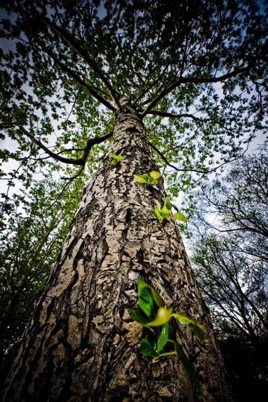 无人,竖图,室外,白天,仰视,旅游,度假,美景,植物,叶子,欧洲,冰岛,阴影,光线,影子,景观,云,云朵,绿叶,云彩,娱乐,树,树木,蓝色,绿色,白云,蓝天,天空,阳光,自然,天,享受,休闲,嫩叶,景色,放松,生长,成长,自然风光,北欧,冰岛共和国,阿库雷里,叶,叶片,彩图,低角度拍摄