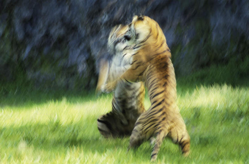 无人,动物园,站,横图,室外,白天,侧面,草地,草坪,石头,美景,植物,哺乳动物,虎,野生动物,瑞典,欧洲,阴影,花纹,朦胧,模糊,粗糙,平静,光线,石子,影子,景观,草,绿色,阳光,自然,动物,站着,两只,景色,安静,毛茸茸,宁静,打架,毛糙,斯堪的纳维亚,静谧,自然风光,斑纹,北欧,打斗,斯堪的纳维亚半岛,凶猛,斗殴,沉静,恬静,安祥,僻静,清静,太平,瑞典王国,残暴,凶残,石块,岩石,老虎,站立,彩图,全身,粗拙