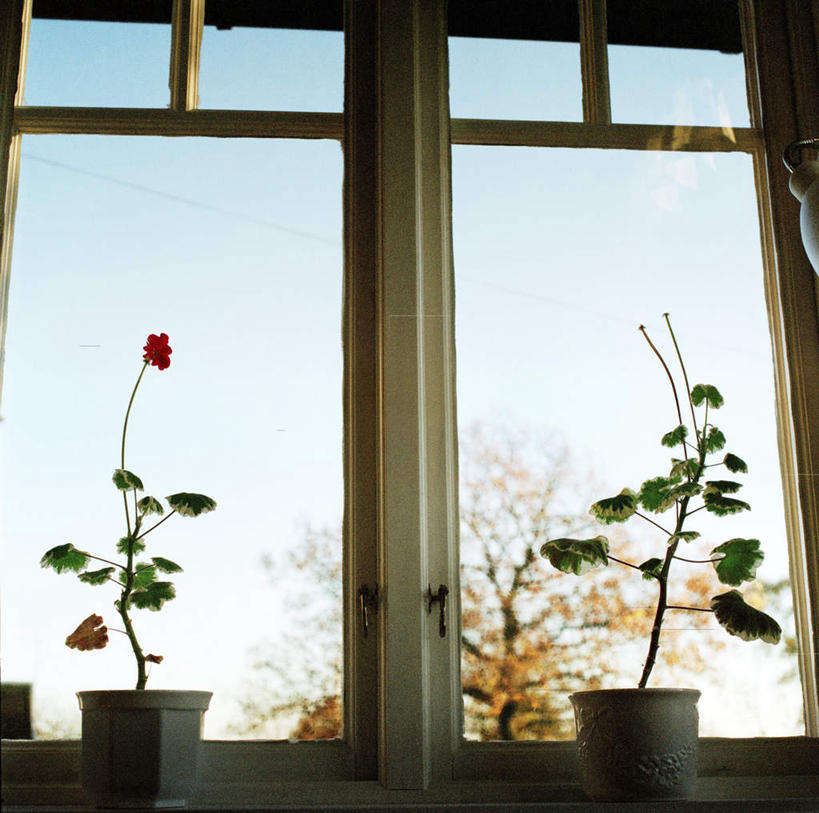 无人,横图,室内,白天,仰视,植物,窗户,阴影,装饰,平静,盛开,光线,盆栽,影子,盆景,花蕾,玻璃窗,窗台,花,花瓣,花朵,鲜花,排列,一朵,红色,蓝色,绿色,蓝天,天空,阳光,自然,天,花苞,花蕊,安静,生长,晴朗,成长,宁静,华丽,修饰,点缀,队列,静谧,万里无云,衬托,美观,雅致,雅观,沉静,恬静,安祥,僻静,清静,太平,晴空,晴空万里,彩图,低角度拍摄