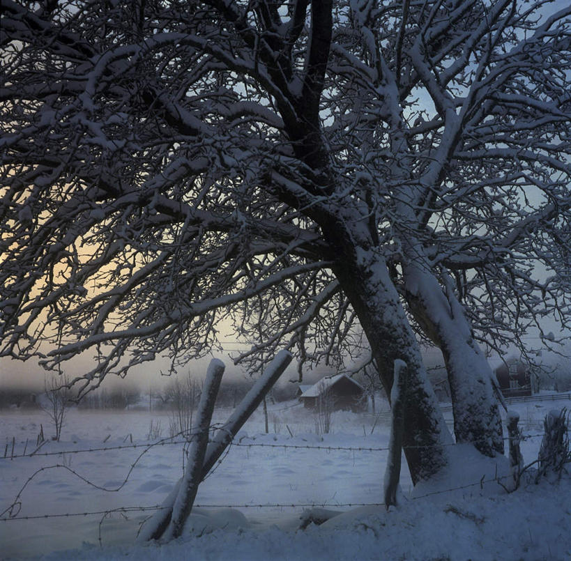 无人,栏杆,横图,室外,白天,正面,旅游,度假,美景,日落,雪,植物,大雪,瑞典,欧洲,平静,栅栏,积雪,景观,篱笆,晚霞,霞光,雪景,冬季,冬天,落日,围栏,娱乐,护栏,树,树木,绿色,自然,黄昏,享受,休闲,景色,彩霞,安静,放松,寒冷,生长,成长,宁静,斯堪的纳维亚,静谧,自然风光,北欧,斯堪的纳维亚半岛,严寒,沉静,恬静,安祥,僻静,清静,太平,瑞典王国,夕照,夕阳,彩图,斜阳