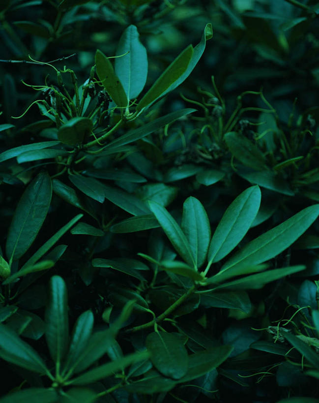 无人,竖图,俯视,室外,夜晚,旅游,度假,美景,日落,叶子,瑞典,欧洲,平静,景观,晚霞,霞光,落日,绿叶,娱乐,自然,黄昏,享受,休闲,嫩叶,景色,彩霞,安静,放松,茂密,茂盛,宁静,昏暗,斯堪的纳维亚,静谧,自然风光,北欧,斯堪的纳维亚半岛,沉静,恬静,安祥,僻静,清静,太平,瑞典王国,灰暗,晦暗,夕照,叶,叶片,夕阳,彩图,高角度拍摄,斜阳