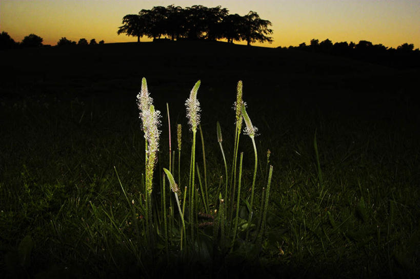 无人,横图,俯视,室外,白天,草地,草坪,美景,日落,植物,平静,景观,晚霞,霞光,落日,背光,草,树,树木,绿色,自然,黄昏,景色,彩霞,安静,生长,成长,宁静,静谧,自然风光,逆光,沉静,恬静,安祥,僻静,清静,太平,夕照,夕阳,彩图,高角度拍摄,斜阳