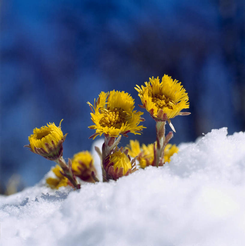 无人,竖图,室外,白天,仰视,雪,植物,大雪,一堆,阴影,堆叠,堆积,朦胧,模糊,光线,影子,积雪,雪景,冬季,冬天,草药,药草,中药,黄色,阳光,寒冷,堆,药材,中草药,中药材,本草,蜂斗菜,严寒,款冬花,冬花,款冬,彩图,低角度拍摄