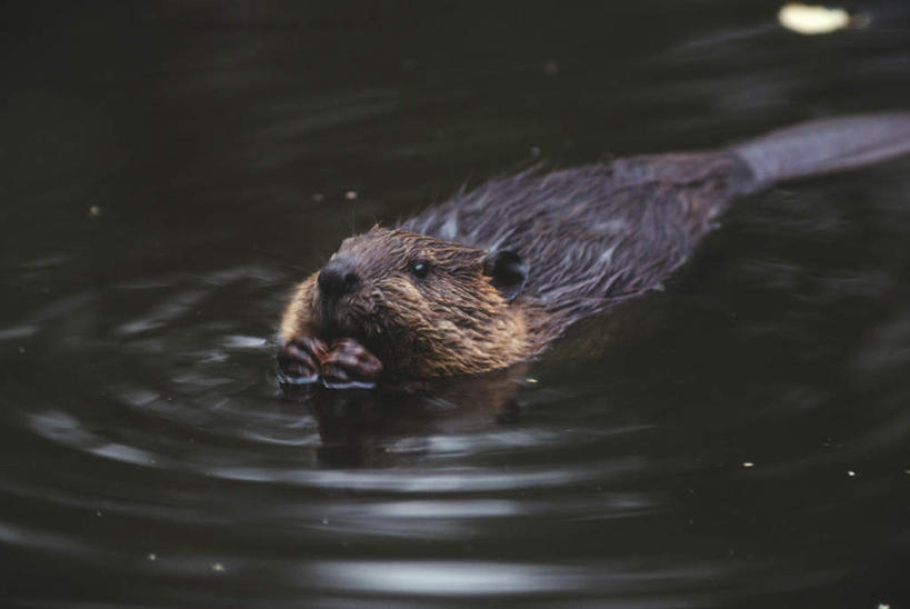 游泳,无人,横图,俯视,室外,白天,旅游,度假,河流,美景,水,野生动物,老鼠,阴影,波纹,朦胧,模糊,光线,细菌,影子,河水,景观,水流,注视,娱乐,一只,水纹,阳光,自然,动物,波浪,观察,看,享受,休闲,景色,放松,观看,察看,关注,自然风光,病菌,传染,四害,泅水,拍浮,耗子,半身,彩图,高角度拍摄