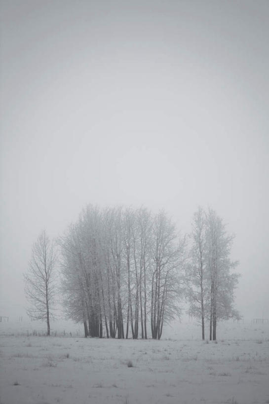 无人,竖图,室外,白天,正面,旅游,度假,美景,森林,树林,雪,植物,大雪,加拿大,阴影,朦胧,模糊,光线,影子,积雪,景观,雪景,冬季,冬天,娱乐,树,树木,蓝色,绿色,蓝天,天空,阳光,自然,天,享受,休闲,景色,放松,寒冷,生长,晴朗,成长,北美,北美洲,自然风光,美洲,阿尔伯塔省,万里无云,阿尔伯塔,北亚美利加洲,亚美利加洲,严寒,艾伯塔,艾伯塔省,晴空,晴空万里,彩图