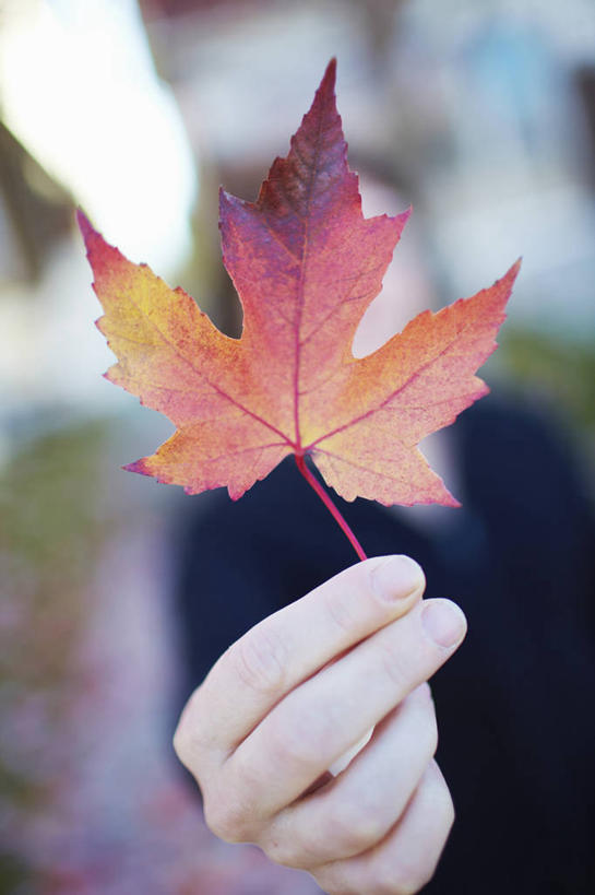 西方人,手,指甲,一个人,竖图,室外,特写,白天,正面,叶子,欧洲,欧洲人,仅一个年轻女性,仅一个女性,仅一个人,一片,握,阴影,朦胧,模糊,光线,影子,泥土,土壤,灯光,枫叶,枯叶,落叶,拿,拿着,黄色,红色,手部,握着,枫树叶,年轻女性,女人,女性,白种人,手指甲,叶,叶片,半身,彩图