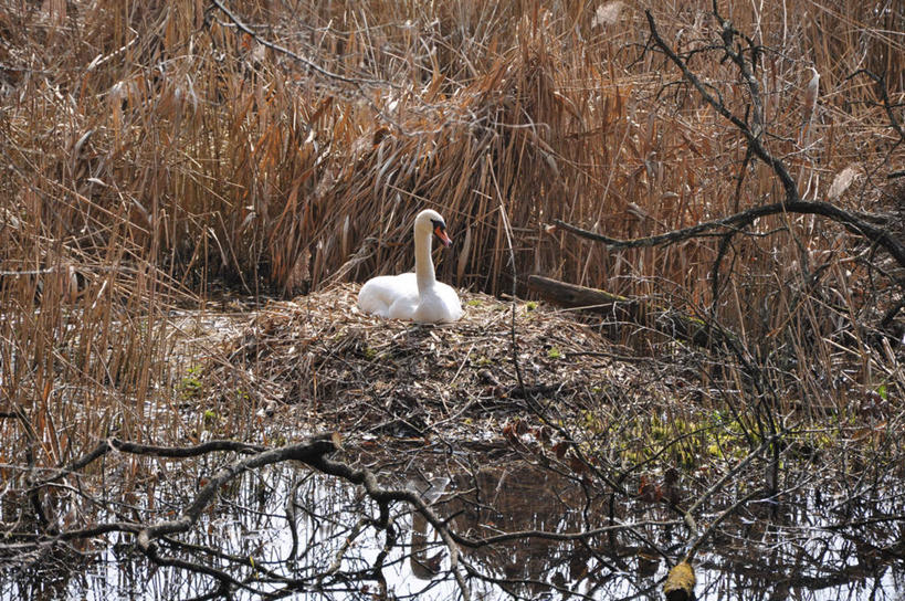 坐,横图,俯视,室外,白天,旅游,度假,美景,植物,芦苇,鸟,野生动物,天鹅,叶子,羽毛,许多,阴影,轻盈,柔软,光线,鸟类,影子,景观,粽叶,绿叶,枝条,水潭,注视,娱乐,树,树木,树枝,一只,绿色,白色,阳光,自然,动物,观察,看,享受,休闲,嫩叶,景色,放松,可爱,庞大,生长,成长,观看,复杂,察看,关注,自然风光,巢穴,箬叶,芦苇叶,轻柔,繁杂,虬枝,枝杈,叶,叶片,鹄,坐着,彩图,高角度拍摄,全身