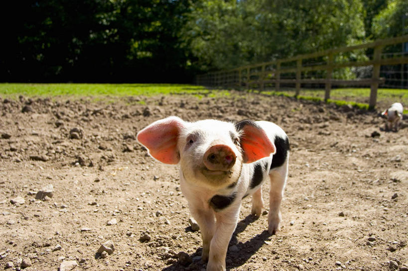无人,栏杆,站,横图,俯视,室外,白天,旅游,度假,草地,草坪,石头,美景,植物,猪,幼小,阴影,花纹,光线,石子,影子,栅栏,景观,篱笆,泥土,土壤,围栏,扭头,注视,娱乐,护栏,草,树,树木,一只,绿色,阳光,自然,动物,观察,看,站着,转头,享受,休闲,家畜,景色,放松,牲畜,生长,成长,观看,察看,关注,自然风光,斑纹,石块,岩石,站立,彩图,高角度拍摄,全身