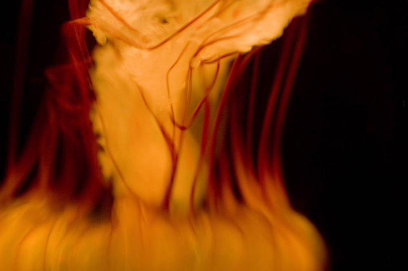 无人,横图,室外,特写,白天,正面,海浪,海洋,朦胧,模糊,纹理,浪花,美丽,海洋生物,无脊椎动物,黑色,海水,水生动物,浮游动物,水生物,凶猛,海景,海底动物,大海,风浪,海,海水的波动,近岸浪,涌浪,水母,半身,彩图