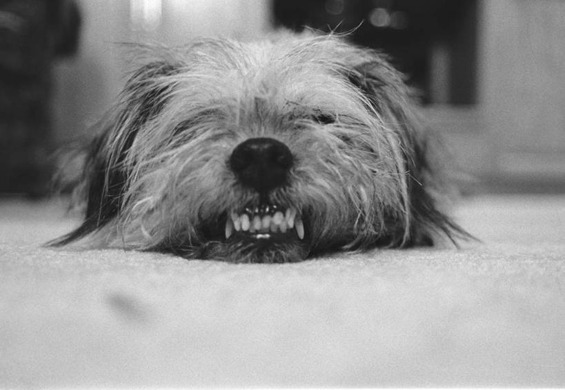 牙齿,无人,横图,黑白,室内,白天,正面,宠物,狗,纺织品,阴影,装饰,光线,毛毯,毯子,影子,灯光,纺织,一只,动物,垫子,趴着,温暖,可爱,毛茸茸,栖息,华丽,修饰,点缀,忠诚,衬托,美观,雅致,雅观,栖身,齿,牙,牙龈,犬,趴,全身