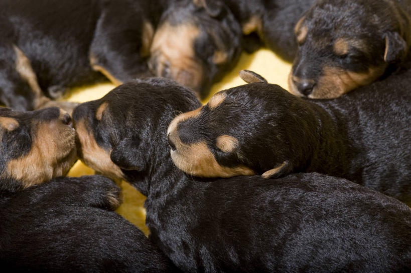 无人,闭眼,吻,睡,横图,俯视,室内,特写,白天,宠物,狗,许多,阴影,反射,影子,梗犬,很多,依偎,黑色,动物,靠,靠着,倚靠,可爱,倚着,忠诚,依附,依赖,投靠,艾尔谷梗,艾尔谷犬,河畔梗,犬,闭眼睛,闭着眼,闭着眼睛,困,困觉,亲,亲吻,寝息,睡觉,半身,彩图,高角度拍摄