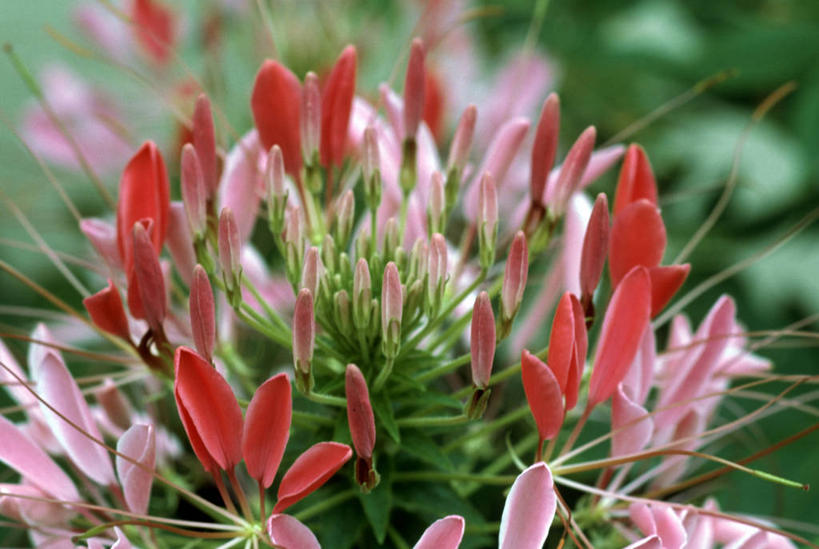 无人,横图,室外,特写,白天,正面,爱情,旅游,度假,兴奋,幸福,热情,美景,植物,叶子,阴影,朦胧,模糊,盛开,光线,纹理,影子,景观,粉红色,醉蝶花,绿叶,粉红,开放,浪漫,花蕾,娱乐,花,花瓣,花朵,鲜花,粉色,红色,绿色,阳光,自然,花苞,花蕊,享受,休闲,健康,温暖,嫩叶,景色,奔放,放松,活力,积极,激情,可爱,活泼,朝气,青春,满足,暖色,吉祥,甜美,生命,时髦,自然风光,温柔,饱满,纯真,肌理,西洋白花菜,凤蝶草,紫龙须,革命,热烈,赤色,充实,斗志,喜气,主动,叶,叶片,叶脉,彩图,欢乐