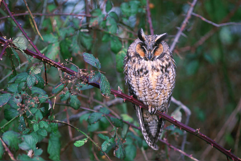 无人,站,横图,室外,特写,白天,正面,旅游,度假,美景,猫头鹰,鸟,野生动物,叶子,羽毛,加拿大,阴影,朦胧,模糊,轻盈,柔软,光线,鸟类,影子,景观,绿叶,枝条,娱乐,树枝,一只,白色,黑色,阳光,自然,动物,站着,享受,休闲,嫩叶,景色,放松,北美,北美洲,自然风光,美洲,凶猛,长耳枭,轻柔,北亚美利加洲,亚美利加洲,卑诗省,不列颠哥伦比亚,不列颠哥伦比亚省,虬枝,枝杈,残暴,凶残,叶,叶片,鸮,枭,站立,彩图,全身,卑斯省