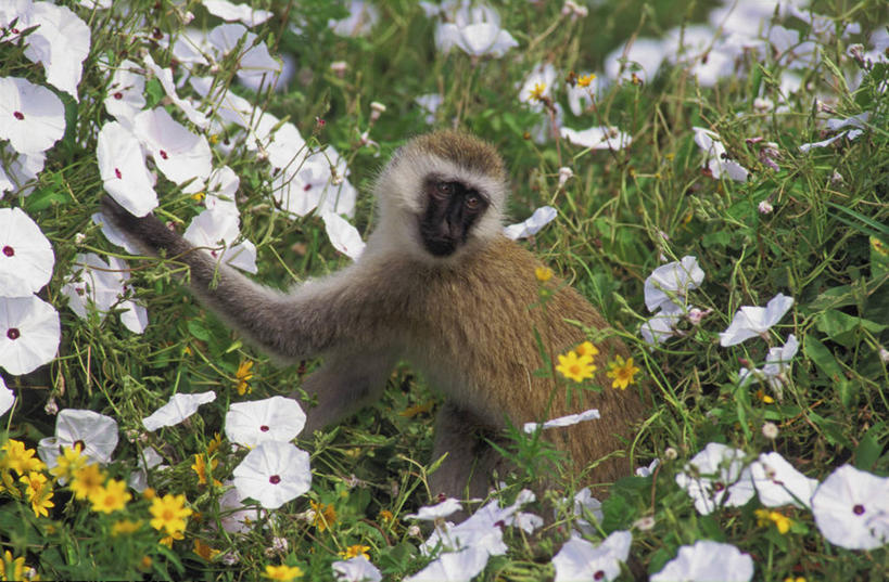 无人,坐,横图,俯视,室外,特写,白天,草地,草坪,花海,花圃,美景,植物,哺乳动物,猴,野生动物,猴子,叶子,非洲,阴影,平静,盛开,光线,影子,景观,花蕾,注视,草,花,花瓣,花朵,花卉,鲜花,一只,黄色,绿色,白色,阳光,自然,动物,花丛,花束,花田,花苞,花蕊,观察,看,景色,安静,可爱,毛茸茸,活泼,观看,宁静,察看,关注,静谧,自然风光,沉静,阿非利加洲,恬静,安祥,僻静,清静,太平,长尾叶猴,坐着,彩图,高角度拍摄,全身