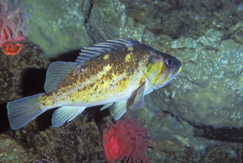 游泳,海鲜,无人,横图,室外,白天,侧面,海浪,海洋,石头,美景,一条,阴影,光线,石子,影子,景观,浪花,水产,斑驳,海洋生物,阳光,自然,海水,景色,岩鱼,自然风光,水生动物,海产品,水生物,海景,海底动物,泅水,拍浮,大海,风浪,海,海水的波动,近岸浪,石块,岩石,涌浪,彩图,全身