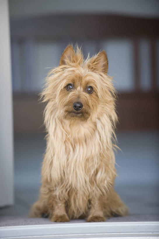 无人,坐,竖图,室内,白天,正面,宠物,狗,阴影,朦胧,模糊,光线,影子,褐色,梗犬,注视,一只,动物,观察,看,可爱,毛茸茸,观看,察看,关注,忠诚,艾尔谷梗,艾尔谷犬,河畔梗,犬,坐着,彩图,全身