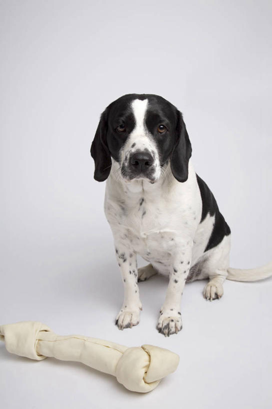 骨骼,无人,坐,竖图,室内,白天,白色背景,正面,游戏,宠物,狗,玩具,阴影,光线,影子,灯光,骨头,玩,注视,娱乐,一只,白色,黑色,动物,观察,看,休闲,可爱,益智,摄影,影棚,观看,活动,骨架,察看,发泄,关注,消遣,智力,寻回犬,忠诚,宣泄,史宾格犬,犬,玩耍,嬉戏,坐着,彩图,全身,影棚拍摄,拍摄