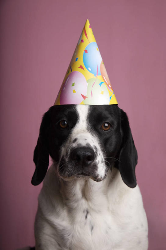 无人,坐,竖图,室内,特写,白天,正面,宠物,狗,帽子,阴影,纸质,紫色背景,装饰,光线,影子,灯光,注视,生日帽,一只,动物,观察,看,可爱,摄影,影棚,观看,华丽,修饰,点缀,察看,小丑帽,关注,寻回犬,忠诚,三角帽,狂欢帽,派对帽,聚会帽,纸帽,衬托,美观,雅致,雅观,一顶,史宾格犬,犬,坐着,半身,彩图,影棚拍摄,拍摄