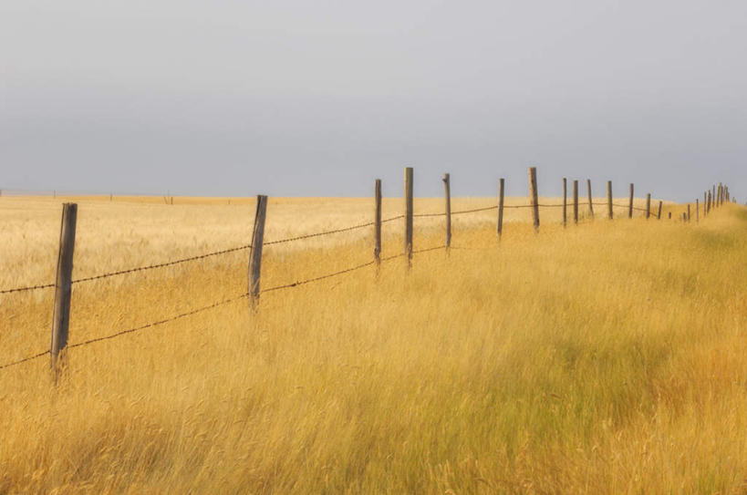 无人,农田,栏杆,横图,室外,白天,正面,旅游,度假,庄稼,农作物,美景,加拿大,阴影,光线,影子,栅栏,地平线,景观,篱笆,围栏,辽阔,地面,娱乐,护栏,黄色,蓝色,蓝天,天空,阳光,自然,天,享受,休闲,广阔,景色,放松,晴朗,一望无际,北美,北美洲,自然风光,延伸,美洲,万里无云,天地相交,北亚美利加洲,亚美利加洲,广大,广宽,空阔,萨省,萨斯喀彻温省,无边无际,一马平川,晴空,晴空万里,彩图,耕地,庄稼田