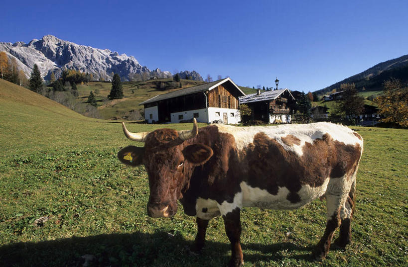 无人,家,站,横图,俯视,室外,白天,旅游,度假,草地,草坪,石头,美景,山,山脉,植物,牛,奥地利,欧洲,一头,阴影,花纹,光线,石子,影子,房屋,屋子,景观,山峰,棕色,山峦,注视,娱乐,楼房,住宅,草,树,树木,蓝色,绿色,白色,蓝天,天空,阳光,自然,动物,群山,天,观察,看,站着,享受,休闲,家畜,景色,放松,牲畜,生长,成长,观看,连绵,察看,绵延,关注,自然风光,斑纹,中欧,首府,萨尔斯堡,奥地利共和国,萨尔茨堡,萨尔茨堡州,联贯,石块,岩石,奶牛,站立,彩图,高角度拍摄,全身,房子