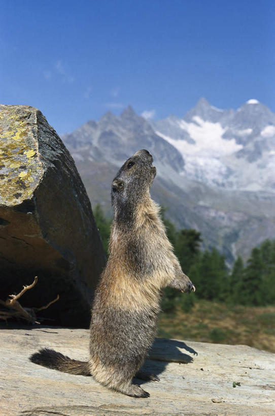 无人,站,竖图,室外,特写,白天,侧面,石头,美景,山,山脉,树林,植物,野生动物,花纹,石子,景观,山峰,山峦,树,树木,一只,蓝色,绿色,蓝天,天空,自然,动物,群山,天,松鼠,站着,张嘴,景色,可爱,活泼,生长,成长,自然风光,斑纹,张大嘴巴,花栗鼠,石块,岩石,张开嘴,抬头,仰头,站立,彩图,全身