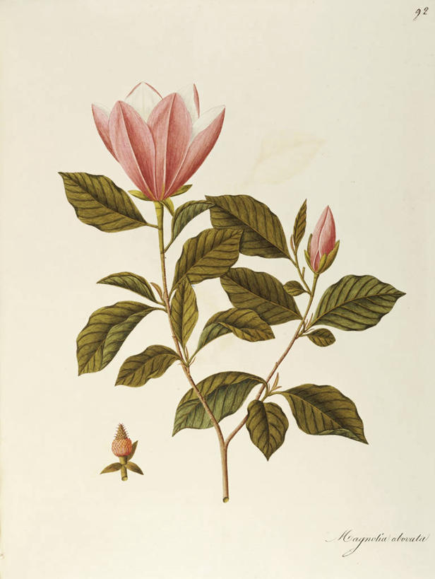 无人,竖图,绘画,植物,叶子,艺术,花,花朵,自然,摄影,英文字母,颜料,美术,生物学,草本,辛夷,18世纪,木兰花,嫩枝,美术工艺,木兰,彩图