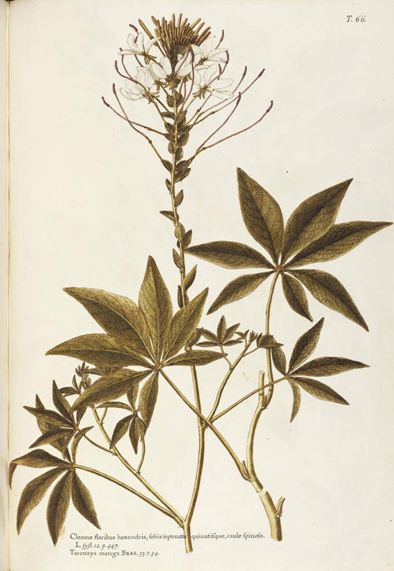 无人,竖图,插画,绘画,数码,科技,植物,叶子,阴影,艺术,网络,醉蝶花,高光,几何,计算机图形,合成,图画,画,花,花朵,自然,摄影,英文字母,颜料,美术,电脑合成图,数码合成图,生物学,合成图,草本,漫画,18世纪,写实,具体,具象,嫩枝,美术工艺,彩图