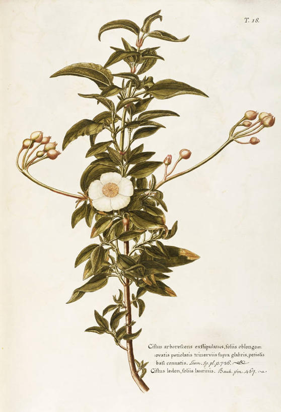 无人,竖图,插画,白色背景,绘画,数码,科技,植物,叶子,阴影,艺术,网络,茎,高光,几何,计算机图形,合成,图画,画,花,自然,摄影,灌木,英文字母,颜料,手写,美术,电脑合成图,数码合成图,生物学,合成图,草本,漫画,18世纪,写实,具体,具象,岩蔷薇,美术工艺,彩图
