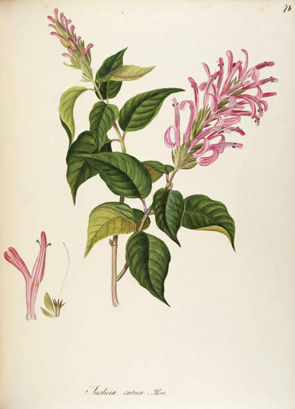 无人,竖图,插画,白色背景,绘画,数码,科技,植物,叶子,阴影,艺术,网络,茎,草药,药草,高光,几何,计算机图形,合成,图画,中药,画,花,自然,摄影,灌木,颜料,美术,电脑合成图,数码合成图,生物学,合成图,草本,药材,中草药,漫画,中药材,本草,写实,具体,具象,爵床,美术工艺,彩图