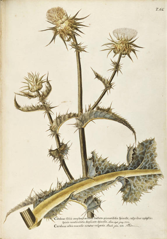 无人,竖图,插画,白色背景,爱情,绘画,快乐,幸福,数码,科技,植物,叶子,阴影,艺术,网络,茎,玛格丽特,高光,几何,计算机图形,合成,图画,画,雏菊,花,自然,菊花,活力,摄影,希望,颜料,美术,吉祥,电脑合成图,数码合成图,生物学,坚强,合成图,草本,和平,漫画,离别,18世纪,写实,具体,具象,高洁,延命菊,幸福花,春菊,马兰头花,长寿,暗恋,纯情,单恋,怀恋,清净,真情,寿客,秋菊,乳荆,美术工艺,天真,彩图,愉快,二年生植物