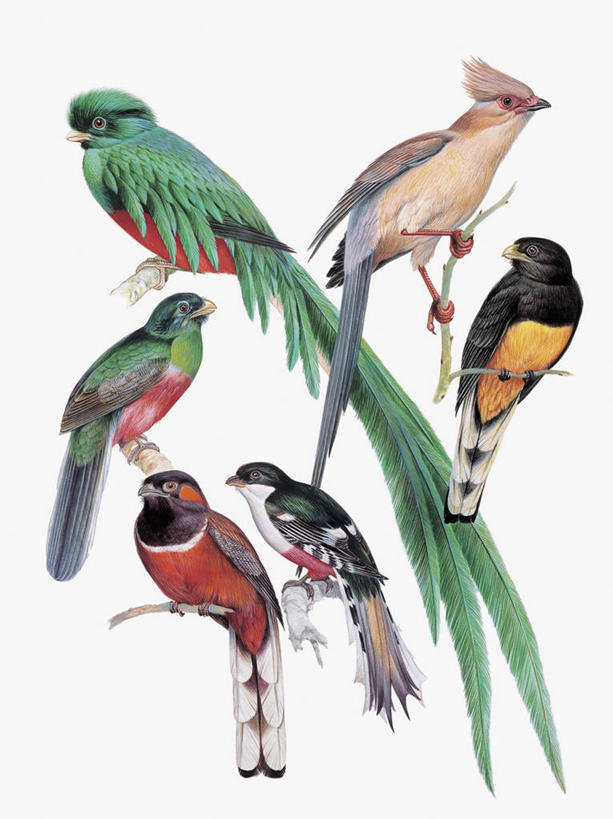 无人,竖图,插画,特写,白色背景,数码,科技,鸟,野生动物,羽毛,阴影,网络,翅膀,鸟类,枝,高光,几何,计算机图形,合成,图像,图画,画,白色,栖息,电脑合成图,数码合成图,生物学,合成图,主题,漫画,计算机制图,写实,具体,具象,构图,热带鸟,绿咬鹃,咬鹃,彩图,大咬鹃,动物学,脊椎动物亚门