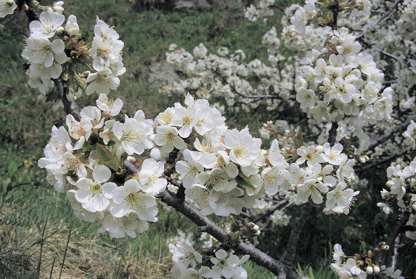 无人,横图,室外,特写,白天,植物,樱桃,果树,图像,樱桃树,树,自然,概念,摄影,生长,主题,构图,彩图,时空