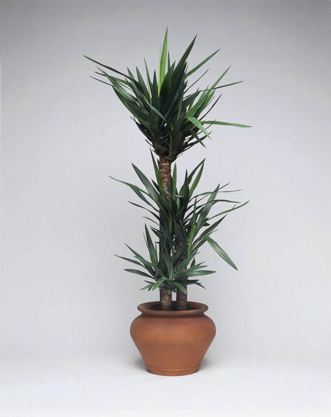 无人,竖图,室内,特写,白色背景,植物,叶子,图像,白色,概念,摄影,生长,构图,丝兰,彩图,影棚拍摄,时空