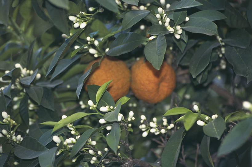 无人,横图,室外,特写,白天,植物,水果,叶子,科学,食品,饮品,图像,饮食,树,食物,饮料,自然,概念,摄影,生长,芸香科,生物学,可口,主题,柑橘属,健康食物,构图,适口,彩图,苦橙,时空