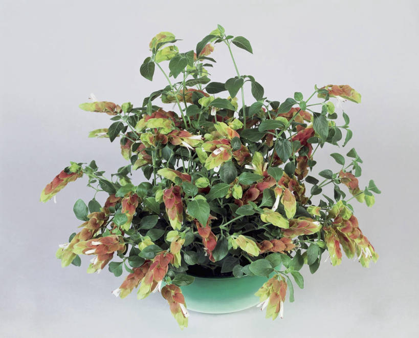 无人,横图,俯视,室内,特写,植物,叶子,花盆,园艺,草药,药草,中药,一个,自然,摄影,生长,单个,药材,中草药,中药材,本草,爵床,彩图,高角度拍摄,影棚拍摄,小虾花