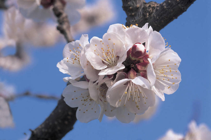 无人,横图,室外,特写,白天,植物,杏,杏花,枝,花,花瓣,树,白色,天空,自然,摄影,生长,雄蕊,杏树,彩图