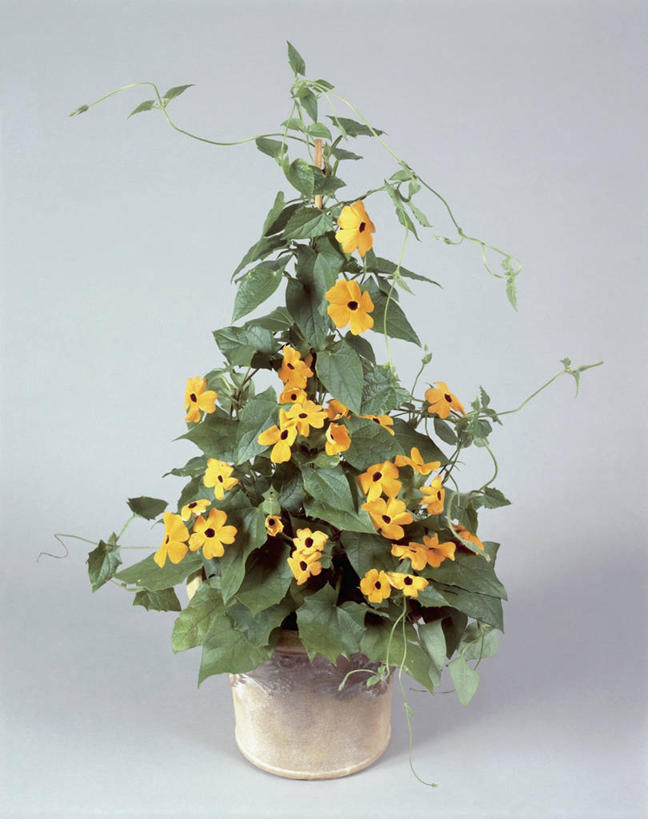 无人,竖图,室内,特写,植物,叶子,盛开,草药,药草,花蕾,中药,花,花瓣,花朵,鲜花,一朵,一个,花苞,花蕊,摄影,生长,单个,药材,中草药,中药材,本草,爵床,彩图,影棚拍摄